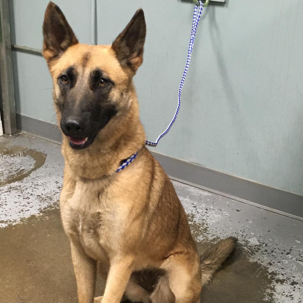 Shelter Stray Female Dog last seen , 328 Furman Hall Rd, Greenville, SC 29609, USA