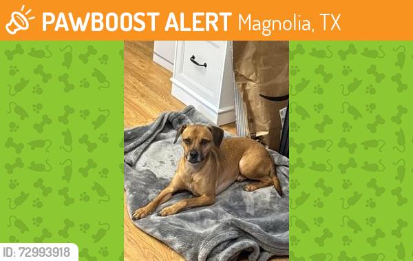 Found/Stray Male Dog last seen Near Mackintosh, Magnolia, TX 77354