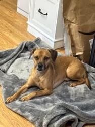 Found/Stray Male Dog last seen Near Mackintosh, Magnolia, TX 77354