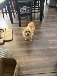 Found/Stray Unknown Dog last seen Nordson medical, Rossville, GA 30741