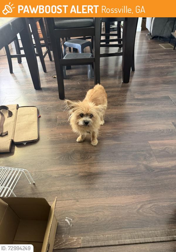 Found/Stray Unknown Dog last seen Nordson medical, Rossville, GA 30741