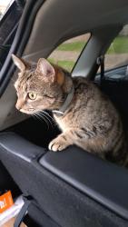 Lost Female Cat last seen Dr Hope's Road , Cranbrook, England TN17