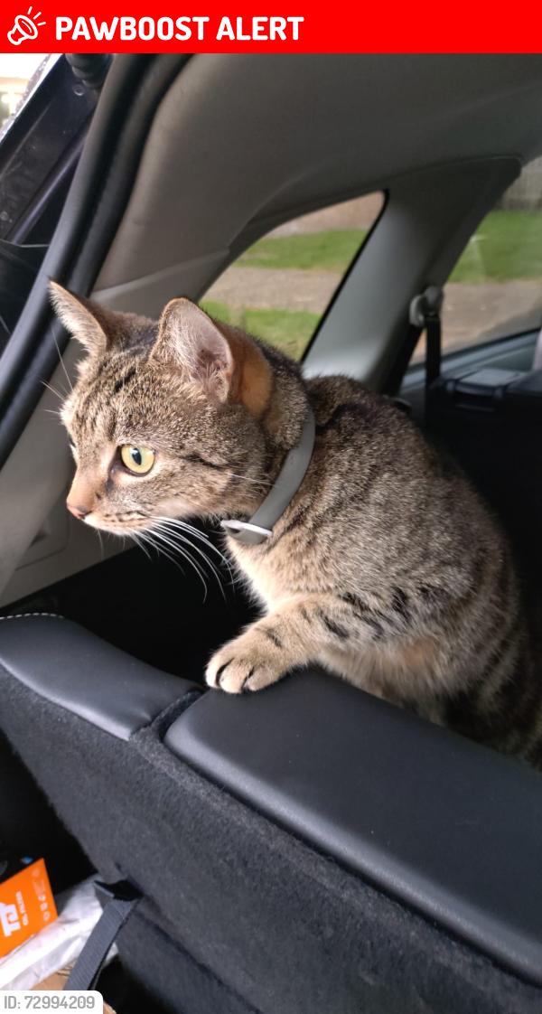 Lost Female Cat last seen Dr Hope's Road , Cranbrook, England TN17
