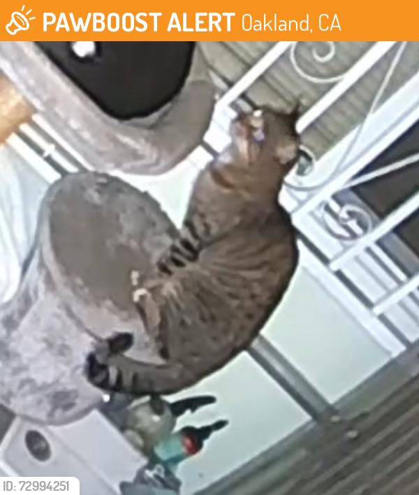 Found/Stray Unknown Cat last seen 35th ave and Eden Lane, Oakland, CA 94601