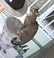 Found/Stray Unknown Cat last seen 35th ave and Eden Lane, Oakland, CA 94601
