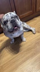 Reunited Female Dog last seen Apple/Locust, Hayward, CA 94546