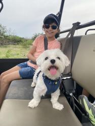 Reunited Male Dog last seen CVS, United Methodist church, lake side, , Seabrook, TX 77586