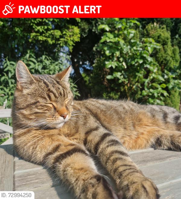 Lost Male Cat last seen TINSLEY LANE, West Sussex, England RH10 8AP