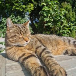 Lost Male Cat last seen TINSLEY LANE, West Sussex, England RH10 8AP