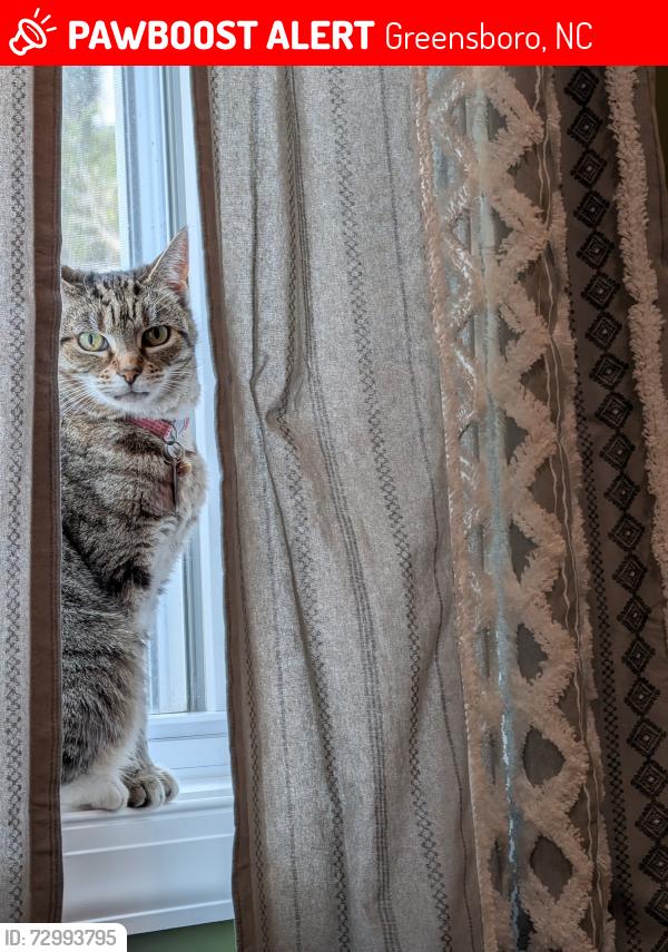 Lost Female Cat last seen New Bedford and Country Ln , Greensboro, NC 27410