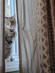 Lost Female Cat last seen New Bedford and Country Ln , Greensboro, NC 27410