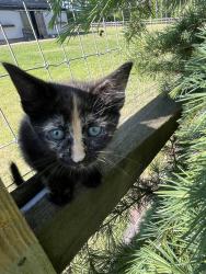 Reunited Female Cat last seen McCormick rd and Mcdougald rd, Harnett County, NC 27332