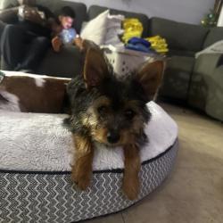 Lost Male Dog last seen Emerald, Oceanside, CA 92056