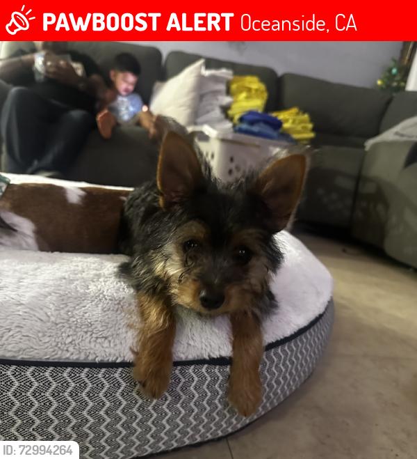 Lost Male Dog last seen Emerald, Oceanside, CA 92056