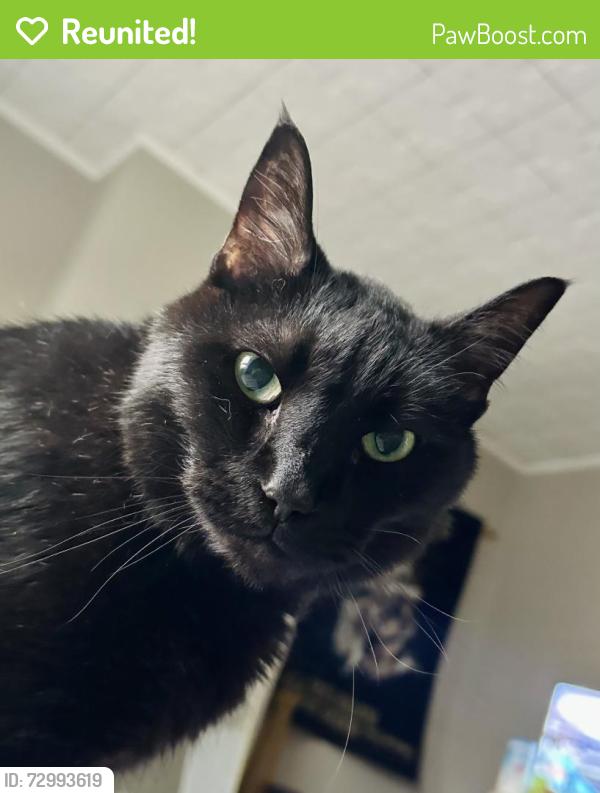 Reunited Male Cat last seen Near Langland St, Cincinnati, OH 45223, USA, Cincinnati, OH 45223