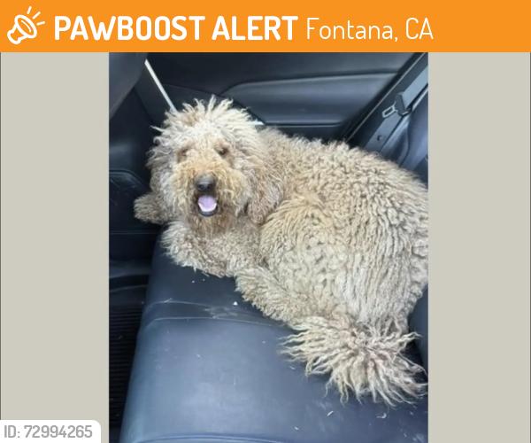 Found/Stray Female Dog last seen Fontana , Fontana, CA 92335