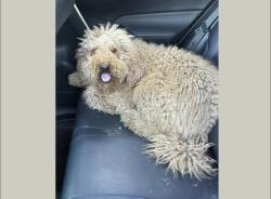 Found/Stray Female Dog last seen Fontana , Fontana, CA 92335