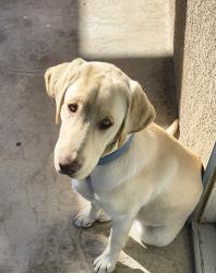 Lost Male Dog last seen Sacramento rd, Phelan, CA 92371