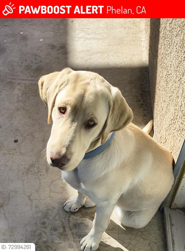 Lost Male Dog last seen Sacramento rd, Phelan, CA 92371