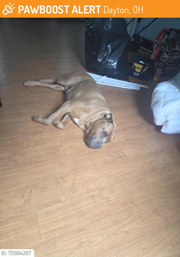 Found/Stray Female Dog last seen N main street, Dayton, OH 45405