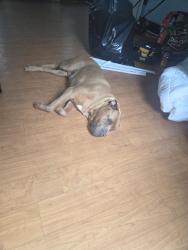 Found/Stray Female Dog last seen N main street, Dayton, OH 45405