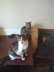 Lost Male Cat last seen Front st, Merrimack, NH 03054