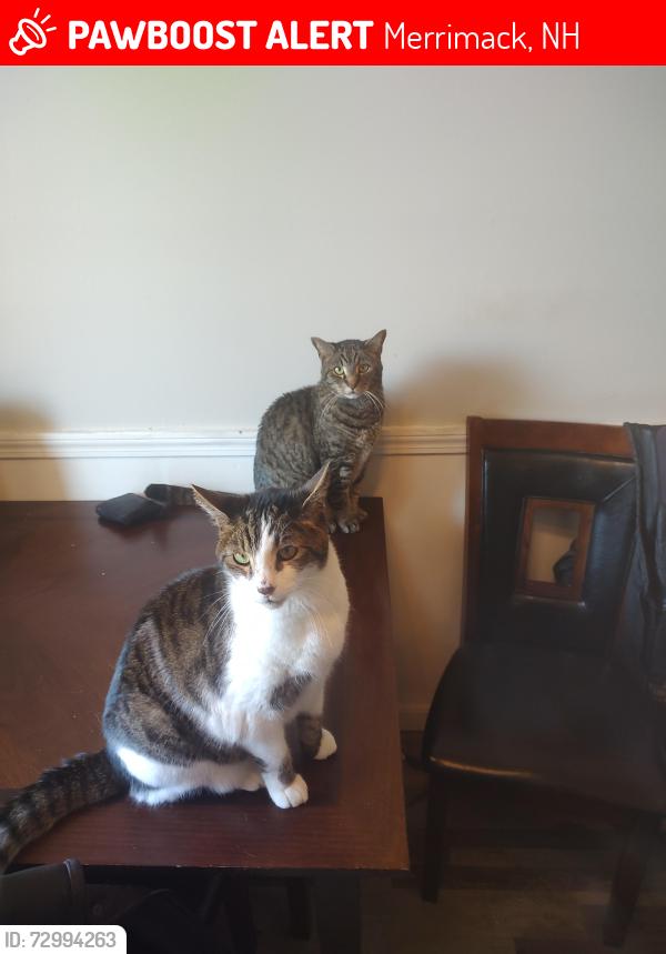 Lost Male Cat last seen Front st, Merrimack, NH 03054