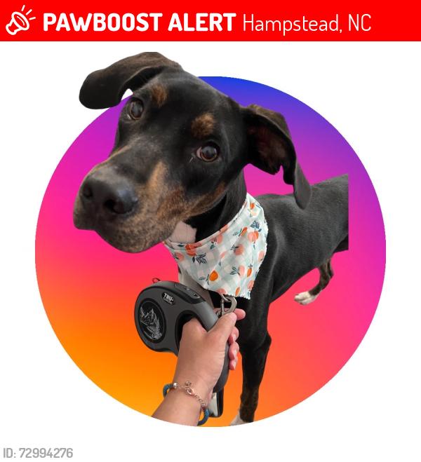 Lost Male Dog last seen Near E henningsway, Hampstead, NC 28443