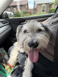 Reunited Unknown Dog last seen Near Furneaux Ln, Carrollton, TX 75007, USA, Carrollton, TX 75007