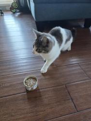 Reunited Female Cat last seen 121st and Wide Hollow rd., Yakima, WA 98908