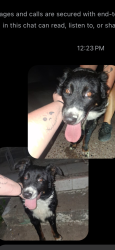 Reunited Male Dog last seen 36th st and Runnels, Fort Worth, TX 76106