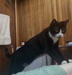 Lost Female Cat last seen Near S Military Pl, Dunthorpe, OR 97222