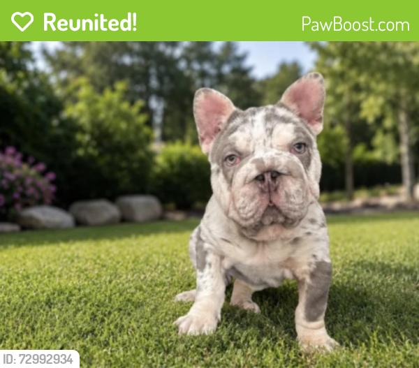 Reunited Male Dog last seen Griffiths Place / French Valley Airport, Murrieta, CA 92563