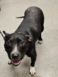 Shelter Stray Female Dog last seen Near BLOCK WILLOW OAK DR, 4950 SW Triana Blvd, Huntsville, AL 35805, USA