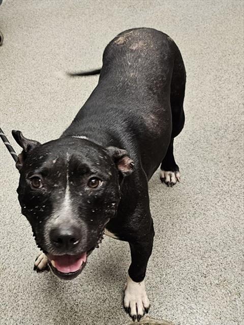 Shelter Stray Female Dog last seen Near BLOCK WILLOW OAK DR, 4950 SW Triana Blvd, Huntsville, AL 35805, USA