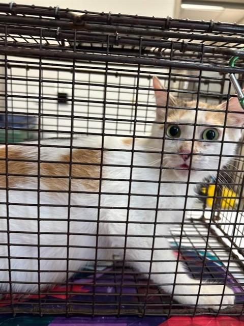 Shelter Stray Female Cat last seen Near BLOCK WELCOME HOME VILLAGE RD, 4950 SW Triana Blvd, Huntsville, AL 35805, USA