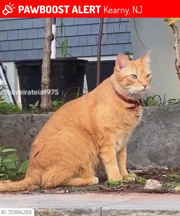 Lost Male Cat last seen Near maple st, Kearny, NJ 07032