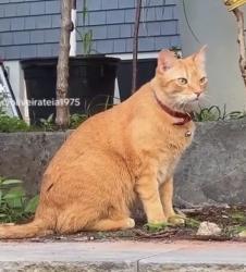 Lost Male Cat last seen Near maple st, Kearny, NJ 07032