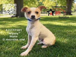 Shelter Stray Male Dog last seen , 1850 W 60th St, Los Angeles, CA 90047, USA