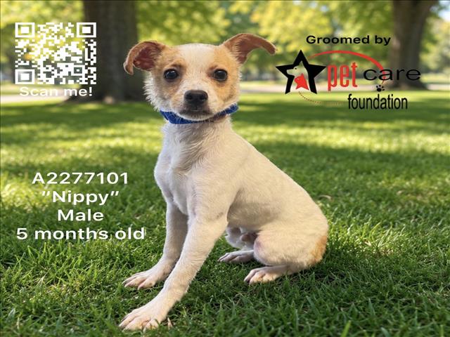 Shelter Stray Male Dog last seen , 1850 W 60th St, Los Angeles, CA 90047, USA