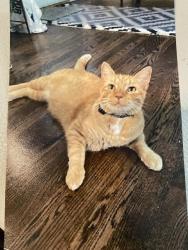 Lost Male Cat last seen Woodlands subdivision off of east New Haven rd , Columbia, MO 65201