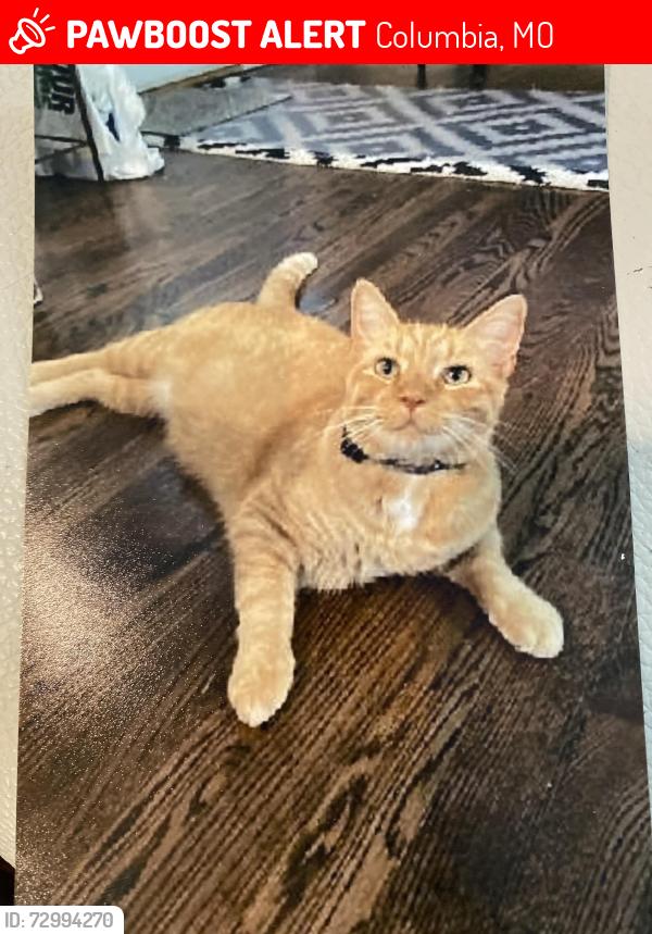 Lost Male Cat last seen Woodlands subdivision off of east New Haven rd , Columbia, MO 65201