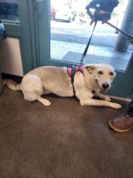Shelter Stray Female Dog last seen , West Valley Animal Shelter, 20655 Plummer St, Chatsworth, CA 91311, USA