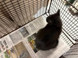 Shelter Stray Female Cat last seen , West Valley Animal Shelter, 20655 Plummer St, Chatsworth, CA 91311, USA