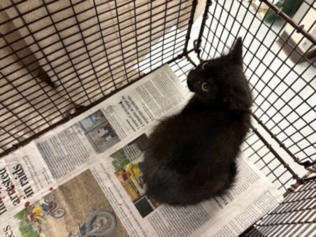 Shelter Stray Female Cat last seen , West Valley Animal Shelter, 20655 Plummer St, Chatsworth, CA 91311, USA