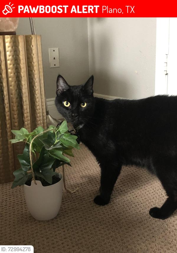 Lost Male Cat last seen Parker & Independence, Plano, TX 75023