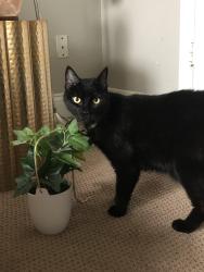 Lost Male Cat last seen Parker & Independence, Plano, TX 75023
