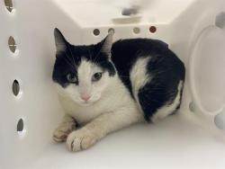 Shelter Stray Male Cat last seen Near BLOCK N 49TH ST, 3839 W Burnham St, West Milwaukee, WI 53215, USA