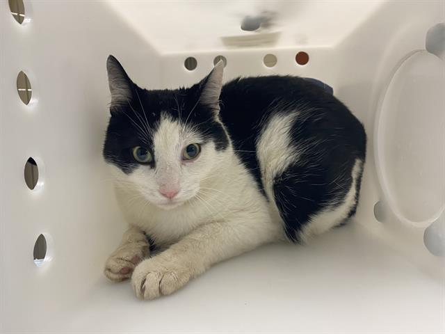 Shelter Stray Male Cat last seen Near BLOCK N 49TH ST, 3839 W Burnham St, West Milwaukee, WI 53215, USA