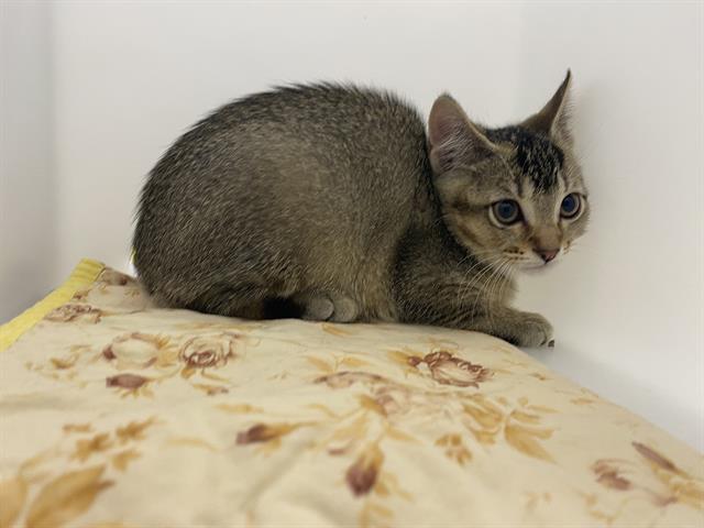 Shelter Stray Female Cat last seen Near BLOCK S LAKE DR, 3839 W Burnham St, West Milwaukee, WI 53215, USA